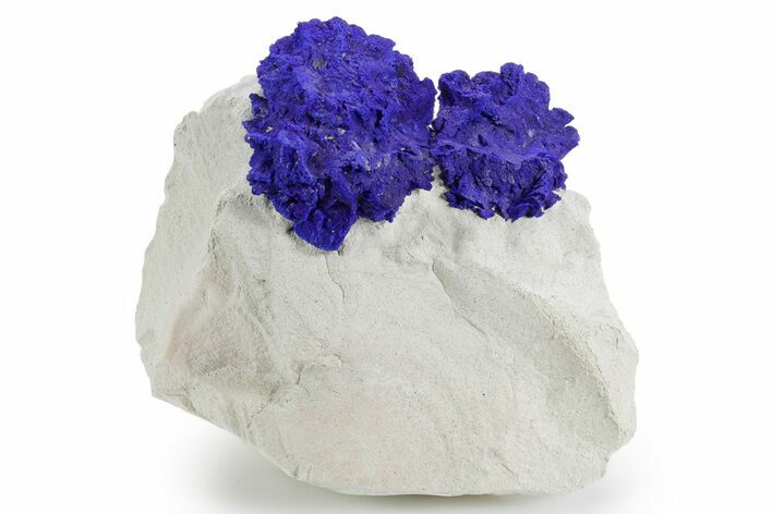 Vibrant Blue Azurite Suns on Siltstone - Australia #361237